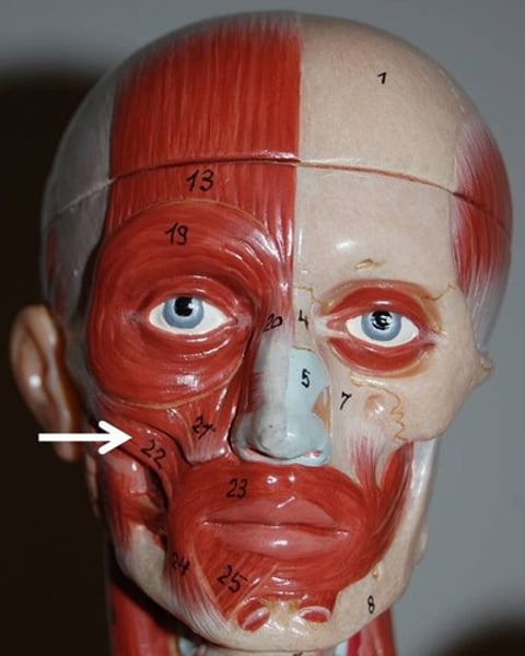 <p>Draws angles of the mouth upward and outward; major muscle used in smiling and laughing</p>
