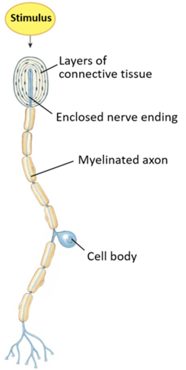 <p>1)Clusters of multiple cell types; usually considered complex sensory organs</p><p>2)Associated with special senses: vision (eyes), hearing (cochlea), equilibrium (vestibule), smell, and taste</p>