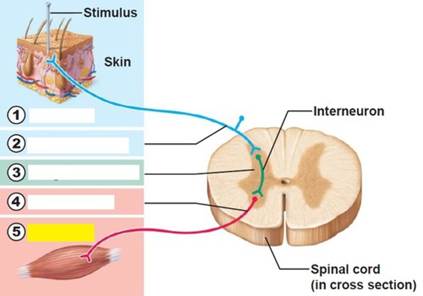 <p>muscle fiber or gland that responds to the efferent impulse</p>