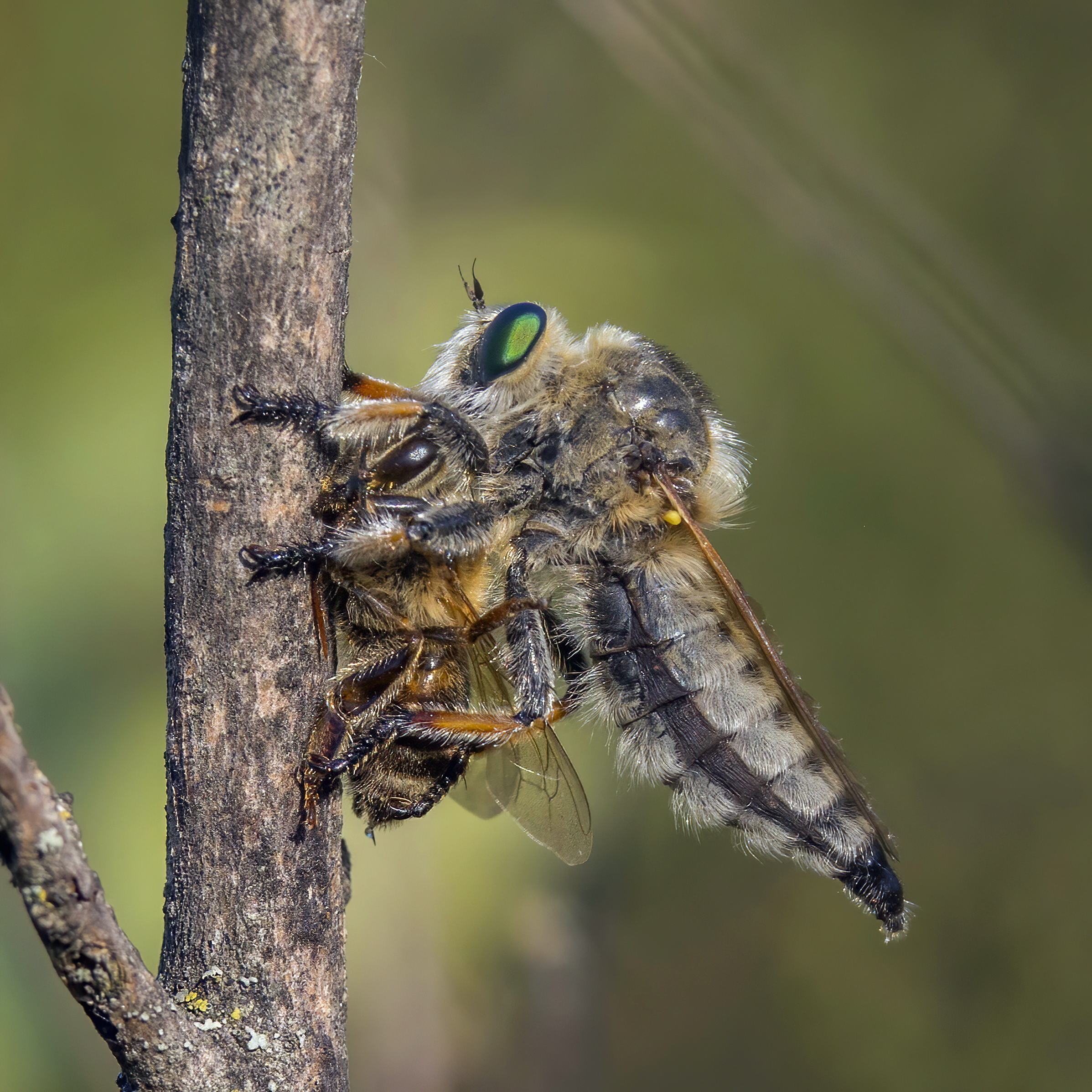<p>asilidae</p>