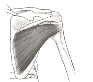 <p><strong>Origin</strong>: infraspinous fossa</p><p><strong>Insertion</strong>: greater tuberosity</p><p><strong>Action</strong>: laterally rotates, adducts, extends, horizontally abducts shoulder, and stabilizes head of humerus in glenoid fossa</p>