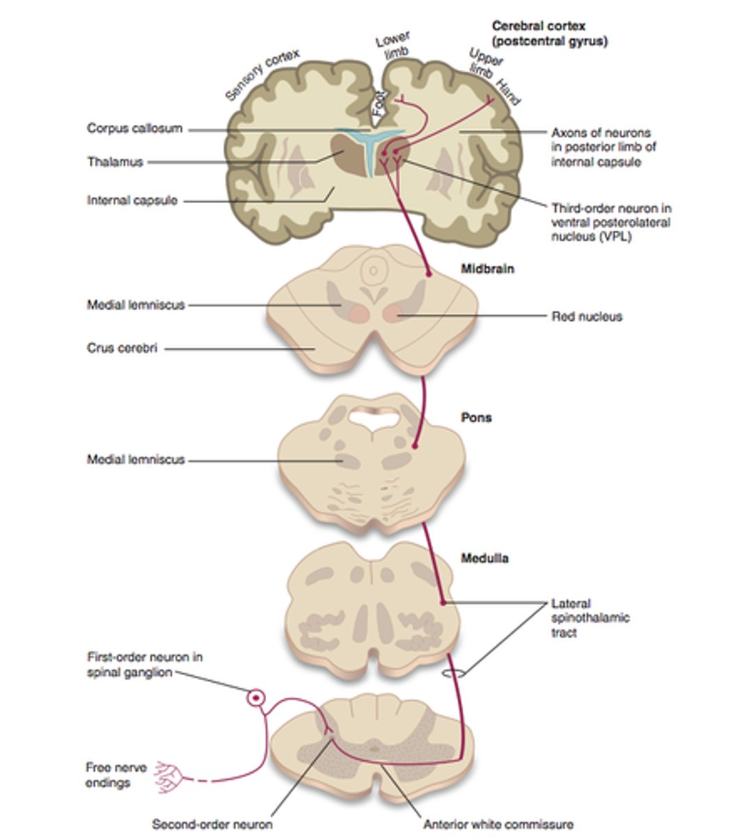 <p>- 1st order comes from body, comes in via afferent fiber to dorsal horn</p><p>- synapses with 2nd order in dorsal horn</p><p>- 2nd order decussates at level of spinal cord and out through ventral horn</p><p>- synapses with 3rd order at thalamus</p><p>- 3rd order terminates at somatosensory cortex</p>