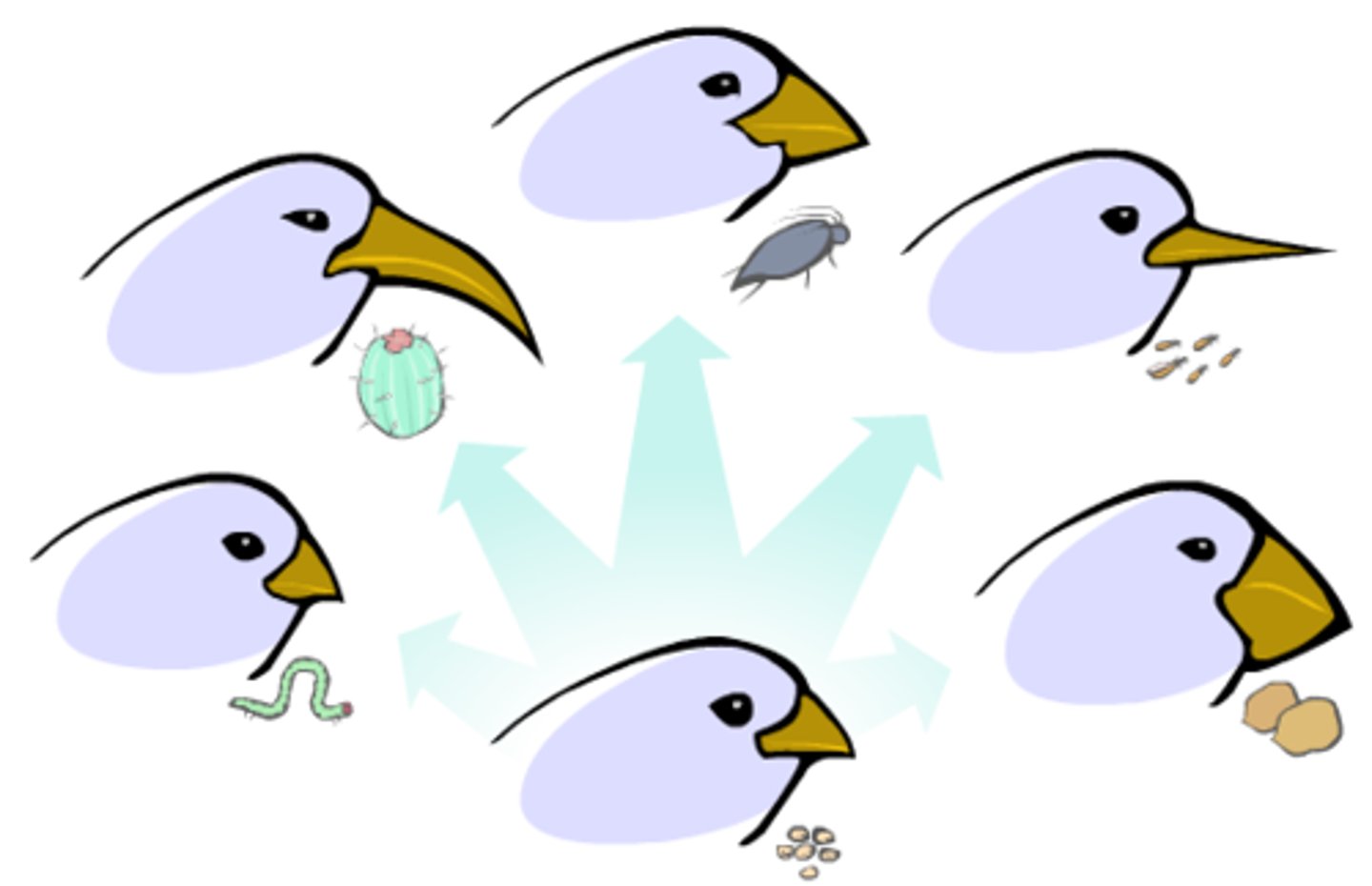 <p>over time organisms evolve structures, behaviors and processes that make them better suited to their environment</p><p>example: different species of birds have different shaped beaks for different food sources</p>