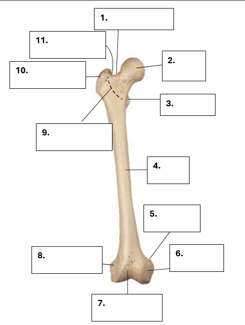 <p>Benoem de volgende onderdelen van de os femur</p>
