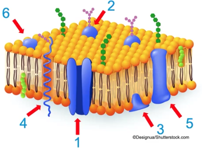 <p>Fluid Mosaic Model of Cell Membranes</p>