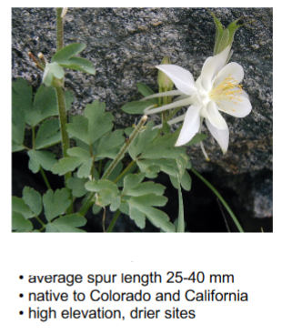 <p>Pollinator: Hawk Moth </p>