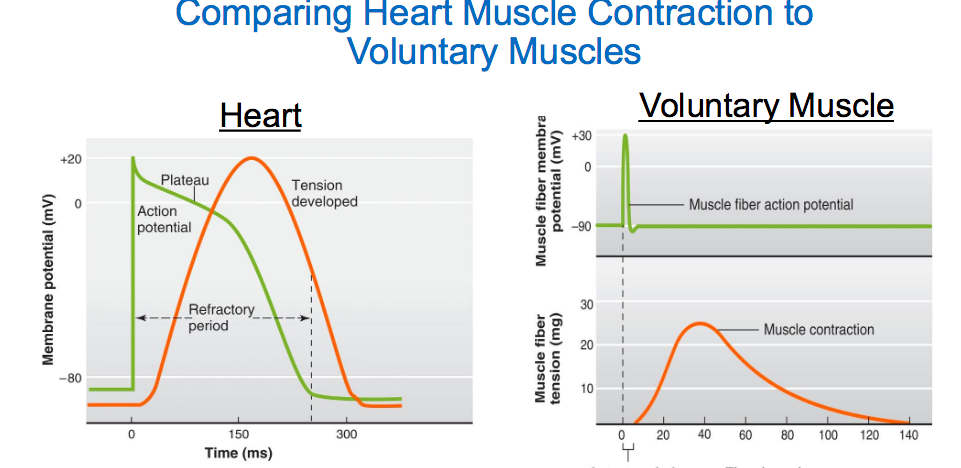 <p>Diff between contraction of heart muscle vs contraction of skeletal muscle</p>