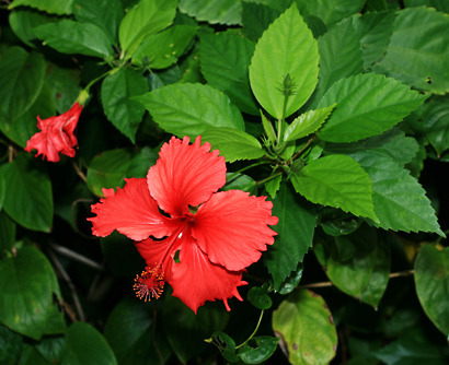 <p>Tropical Hibiscus (Malvaceae)</p>