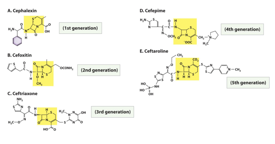 <p>• <strong>Beta-lactam antibiotic</strong> (affecting cell wall) originally discovered in nature but modified in the laboratory, a type of semisynthetic drug.</p><p>• Chemists have modified the basic structure of cephalosporin in ways that improve the drug’s effectiveness against penicillin-resistant pathogens.</p><p>• Each modification is a new “generation” of cephalosporins. There are currently 5 generations of this antibiotic.</p>