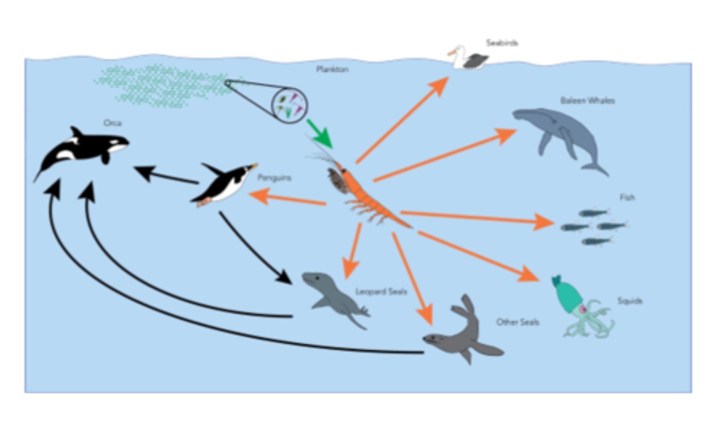 <p>- Prey act as a critical food source</p><p>- Example: krill (keystone species) in arctic ocean act as the basis of the entire ecosystem as many animals are dependent on them for food</p><p>- Ecosystem engineers modify the ecosystem</p><p>- Example: oysters (keystone species) filter many gallons of water each day, which increases light availability and decreases sediment</p><p>- Habitat providers modify the physical enviornment in ways that affect other creatures</p><p>- Some coral species make skeletons out of calcium carbonate, which form the physical framework for coral reefs and help to protect the coastline from incoming waves</p>