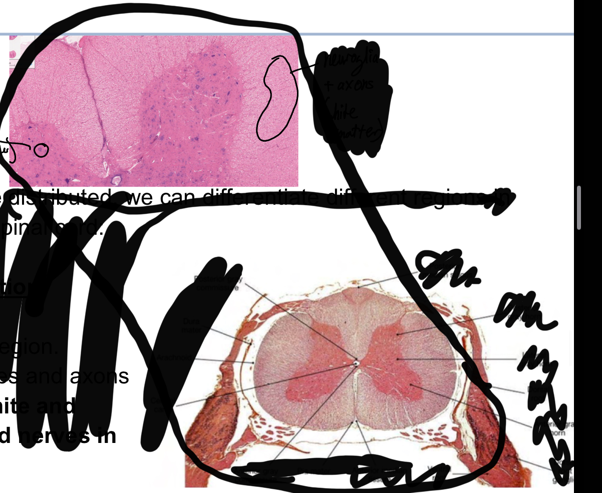<p>In the top image identify which are the nueroglia and axons (white matter) and which are the nueron nuclei (gray matter) in the spinal chord</p>
