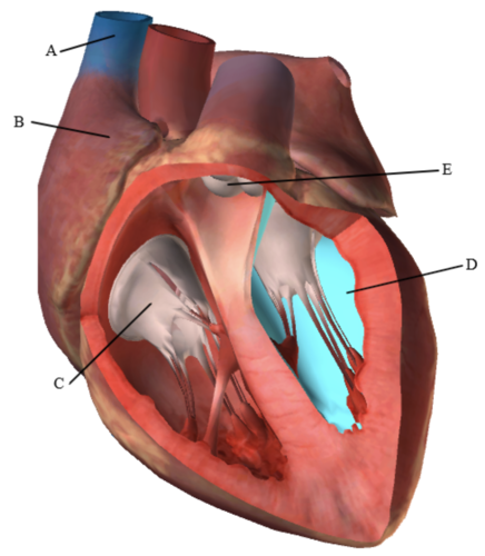 <p><span>Label the figure below (A-E):</span><br><span>A:</span><br><span>B:</span><br><span>C:</span><br><span>D: (In blue)</span><br><span>E:</span></p>