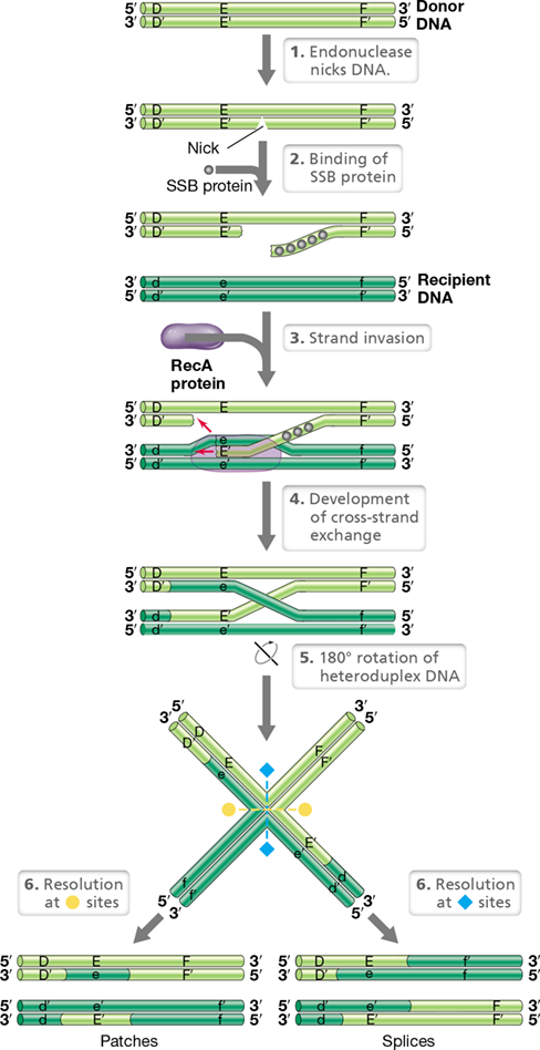 <p>DNA is nicked, single stranded binding protein and RecA complex formed, recipient DNA invaded, crossover leads to exchange which is then ligated to form two recombinant DNA molecules</p>