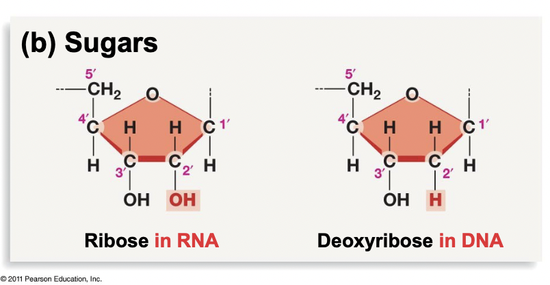 <ul><li><p>RNA: called ribose, with an OH attached to the 2’ carbon</p></li><li><p>DNA: called deoxyribose, with an H attached to the 2’ carbon</p></li><li><p>No oxygen makes it more stable</p></li></ul>