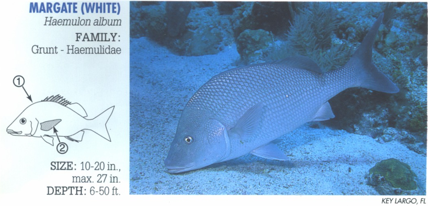 <p><span>1. High back profile. 2. Light pectoral fins.&nbsp;</span></p>