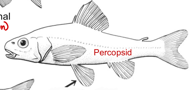 <p>Where is the pelvic fin positioned on this fish?</p>