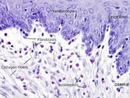 <p>cells in CT that produce fibers</p><p></p>