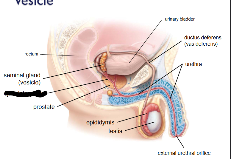<p>What is this within the Reproductive Ducts?</p>