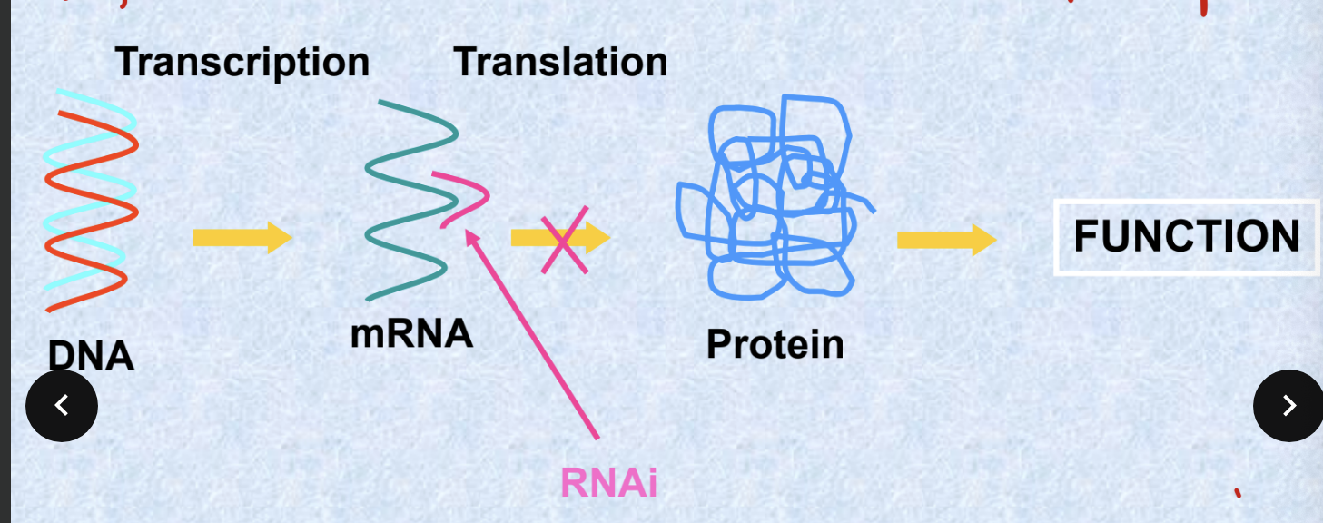 <p>according to recent research, <strong>double-stranded RNA molecules</strong> (dsRNA)<strong> </strong>efficiently and specifically <strong>inhibits</strong> gene products of a post-transcriptional level (<strong>gene silencing</strong>) → this phenomenon, also called RNAi, has been found in numerous organisms and can be induced artificially</p><p></p>