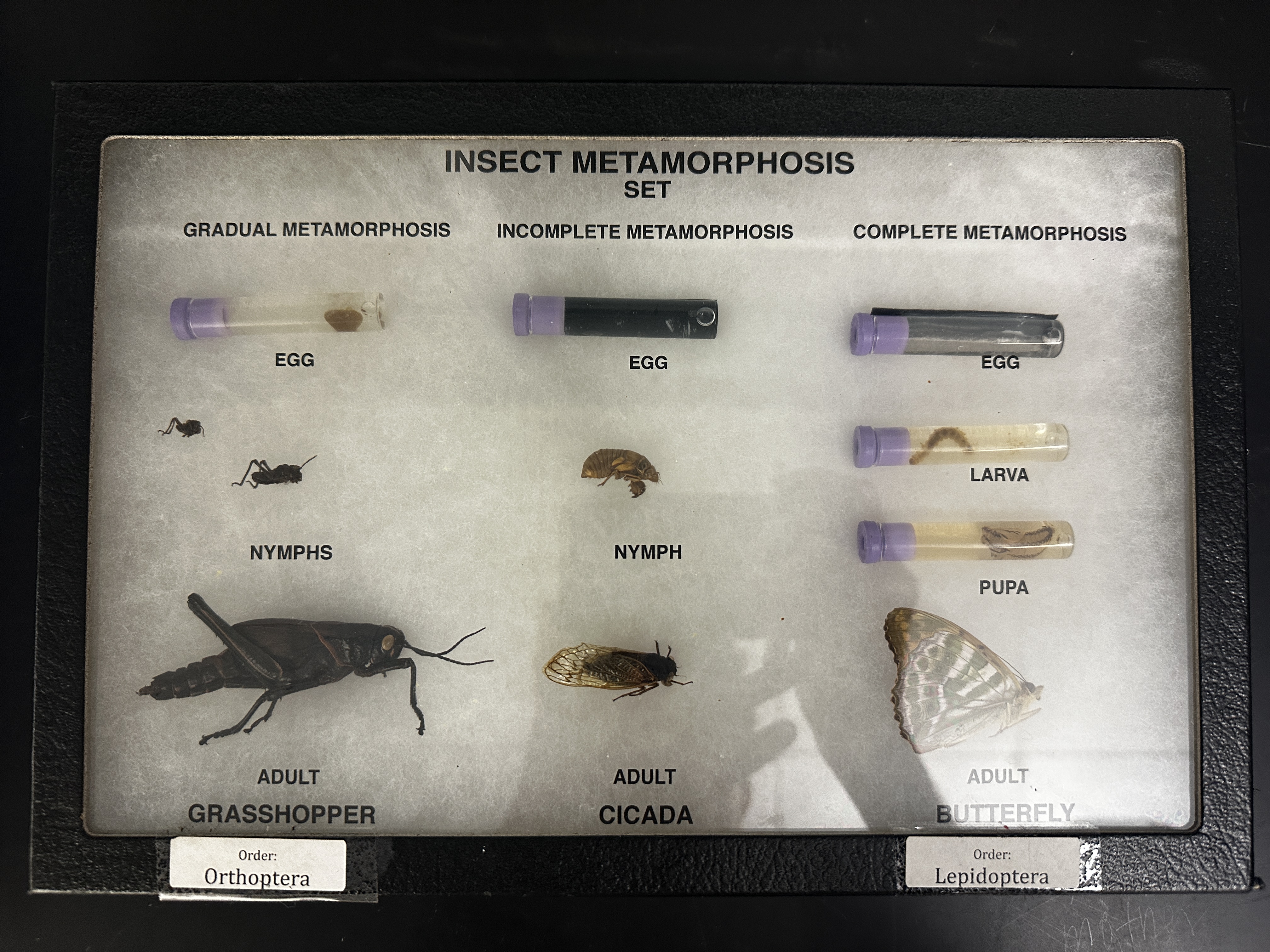 <p>Identify (Grouping(s), Phylum, Subphylum)</p>