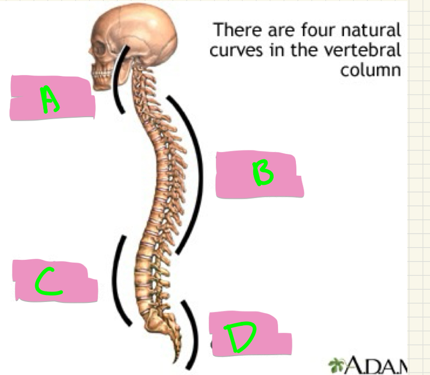 <p>A-D? </p>
