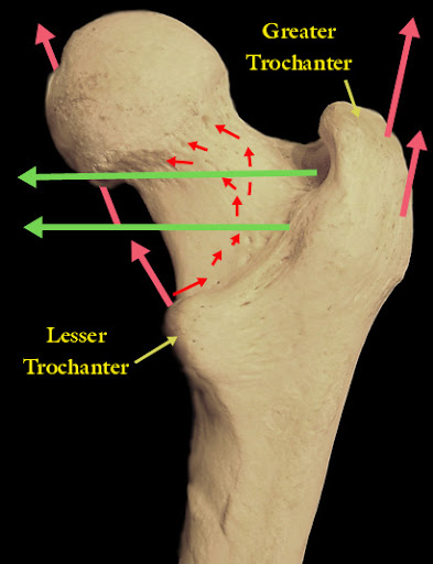 <p>Attachment sites for hip muscles.</p><p></p>