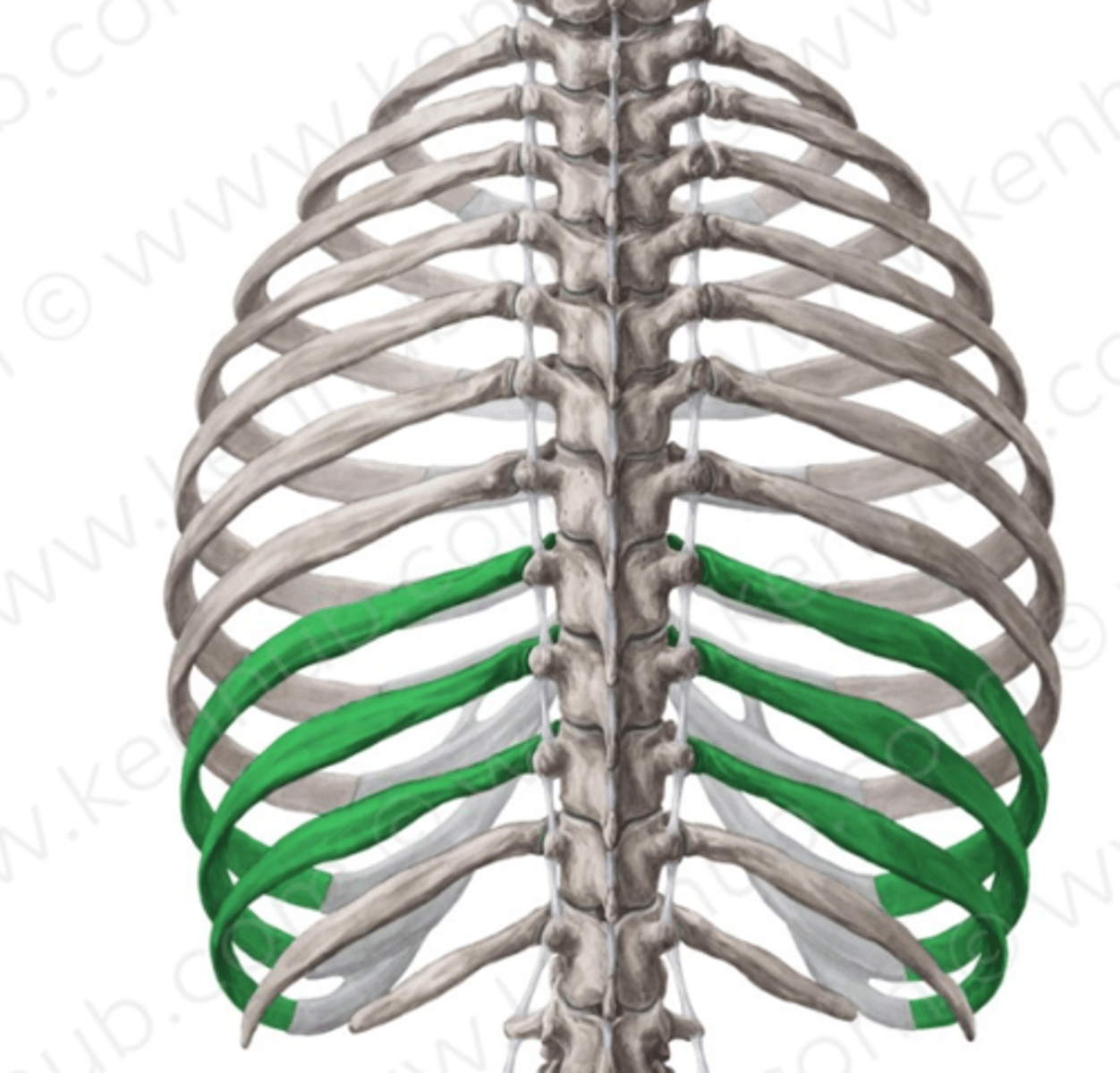 <p>Falska revben - broskdelarna är hopbuntade till revbensbågen och ledar indirekt till sternum</p>