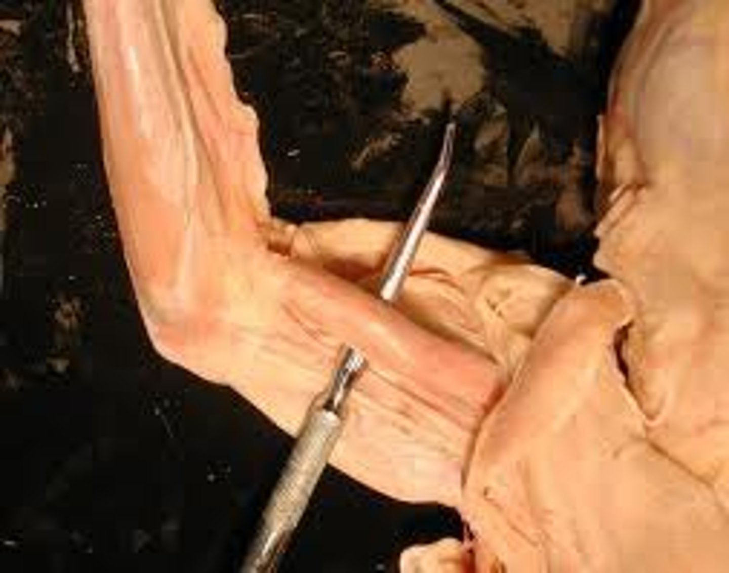 <p>flexes forearm</p>