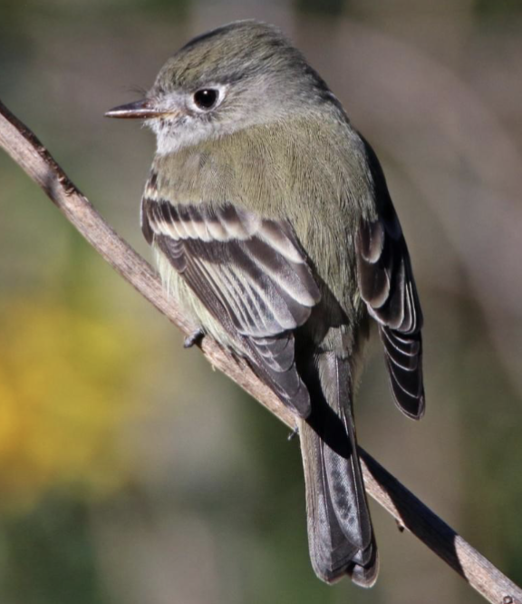 <p>long primary projection </p><p>coniferous forest</p>