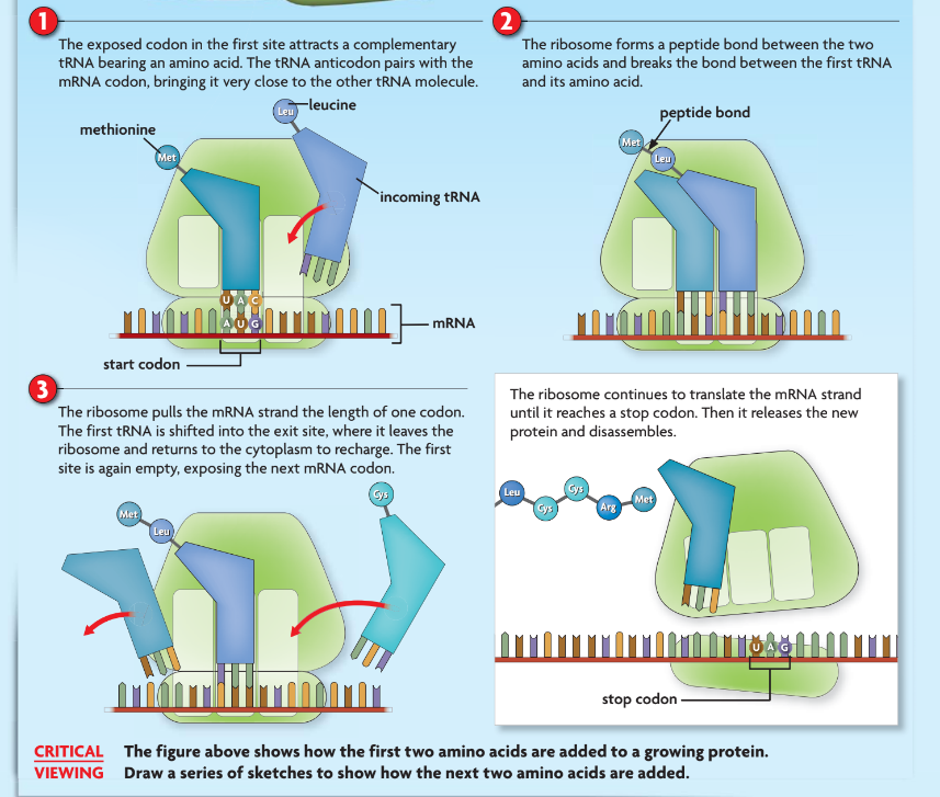 <p>Translation converts an mRNA transcript into a polypeptide.</p><ol><li><p>For translation to begin, tRNA binds to a start codon and</p><p>signals the ribosome to assemble. A complementary tRNA molecule binds to the exposed codon, bringing its amino acid close to the first amino acid.</p></li><li><p>The ribosome helps form a polypeptide bond between</p><p>the amino acids and breaks the bond between the first tRNA</p><p>and its amino acid. The ribosome pulls the mRNA strand the length of one codon.</p></li><li><p>The ribosome pulls the mRNA strand the length of one codon. The first tRNA is shifted into the exit site, where it leaves the ribosome and returns to the cytoplasm to recharge. The first site is again empty, exposing the next mRNA codon.</p></li><li><p>The ribosome continues to translate the mRNA strand</p><p>until it reaches a stop codon. Then it releases the new</p><p>protein and disassembles.</p></li></ol>