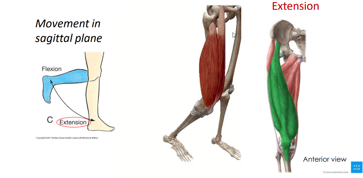 <p>- movement at knee joint</p><p>- movement in sagittal plane</p><p>ANIMATION ON SLIDE 39</p>