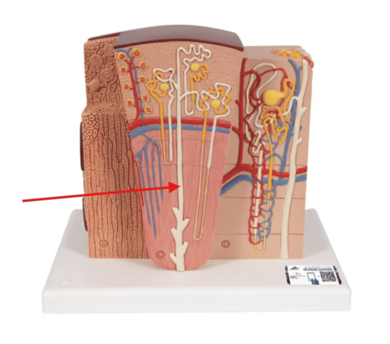 knowt flashcard image