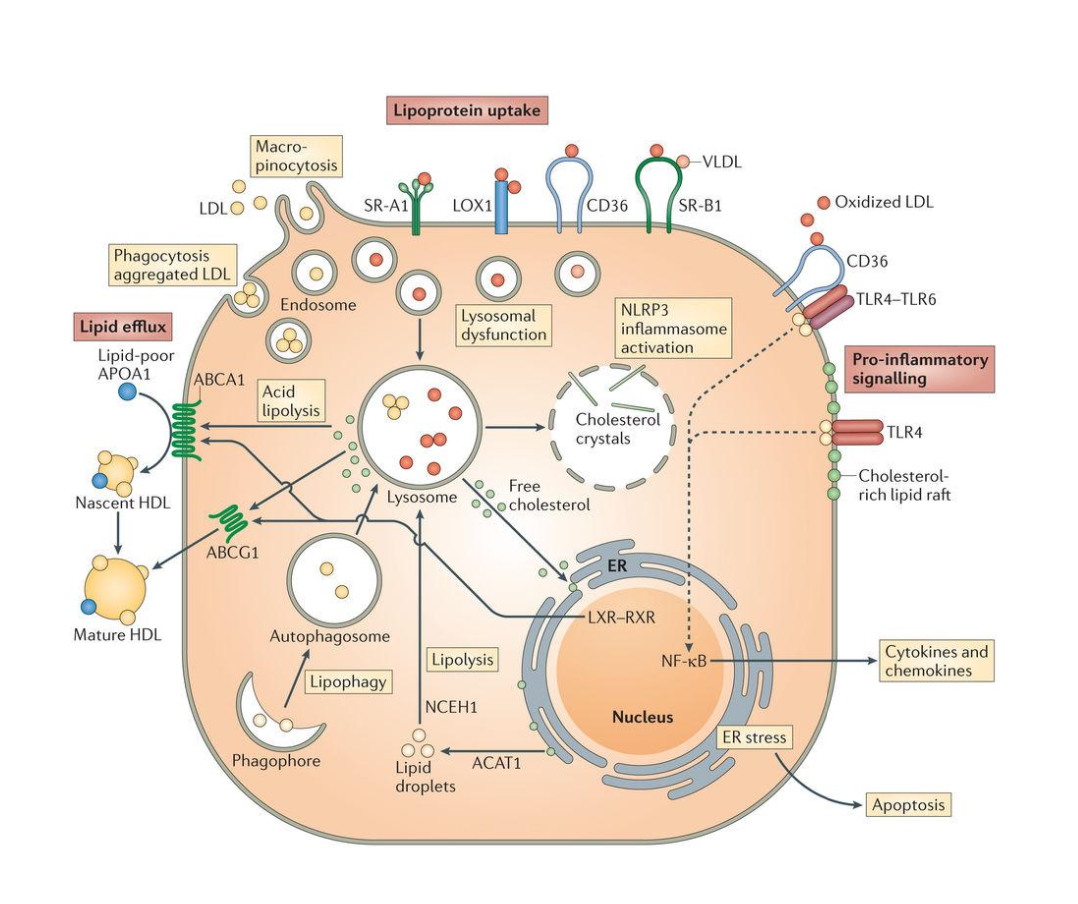 <p>Accumulation of cholesterol activates the liver X receptor (LXR)-retinoid X receptor(RXR) heterodimeric TF, which upregulates ABCA1, ABCG1</p><ul><li><p>these mediate transfer of free cholesterol to lipid poor ApoA1 to form nascent/mature HDL</p></li></ul><p></p>
