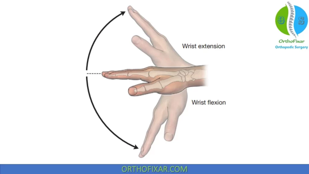 <p>Palmaris longus action </p>
