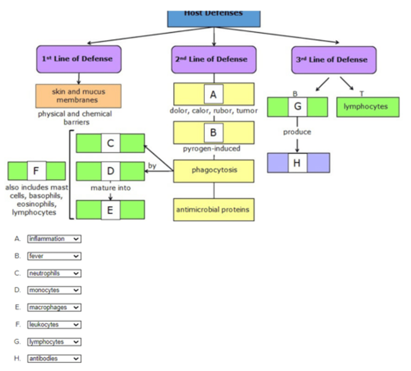 <p>A. inflammation</p><p>B. fever</p><p>C. neutrophils</p><p>D. monocytes</p><p>E. macrophages</p><p>F. leukocytes</p><p>G. lymphocytes</p><p>H. antibodies</p>