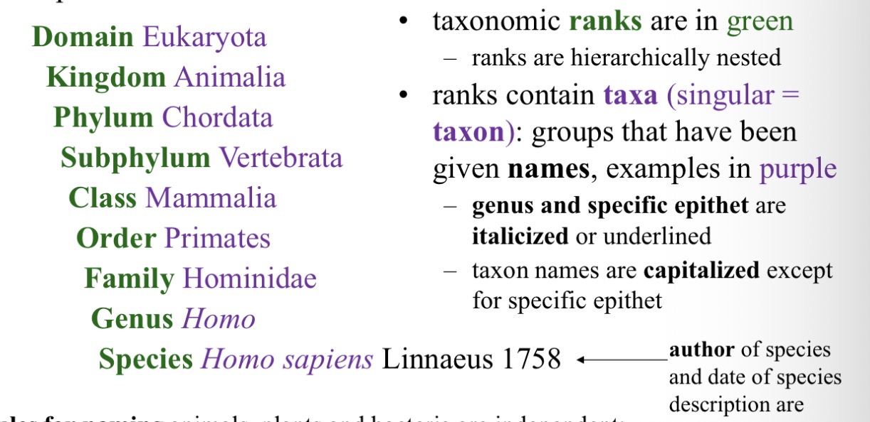 <p>ICZN international code for zoological nomenclature</p><p>Domain, kingdom, phylum, subphylum, class, order, , super family, family, genus, species</p>