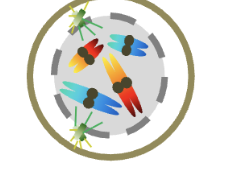 <p>Prophase (2n) </p><p>HOW MANY chromosomes </p><p>HOW MANY chromatids/chromosomes </p>