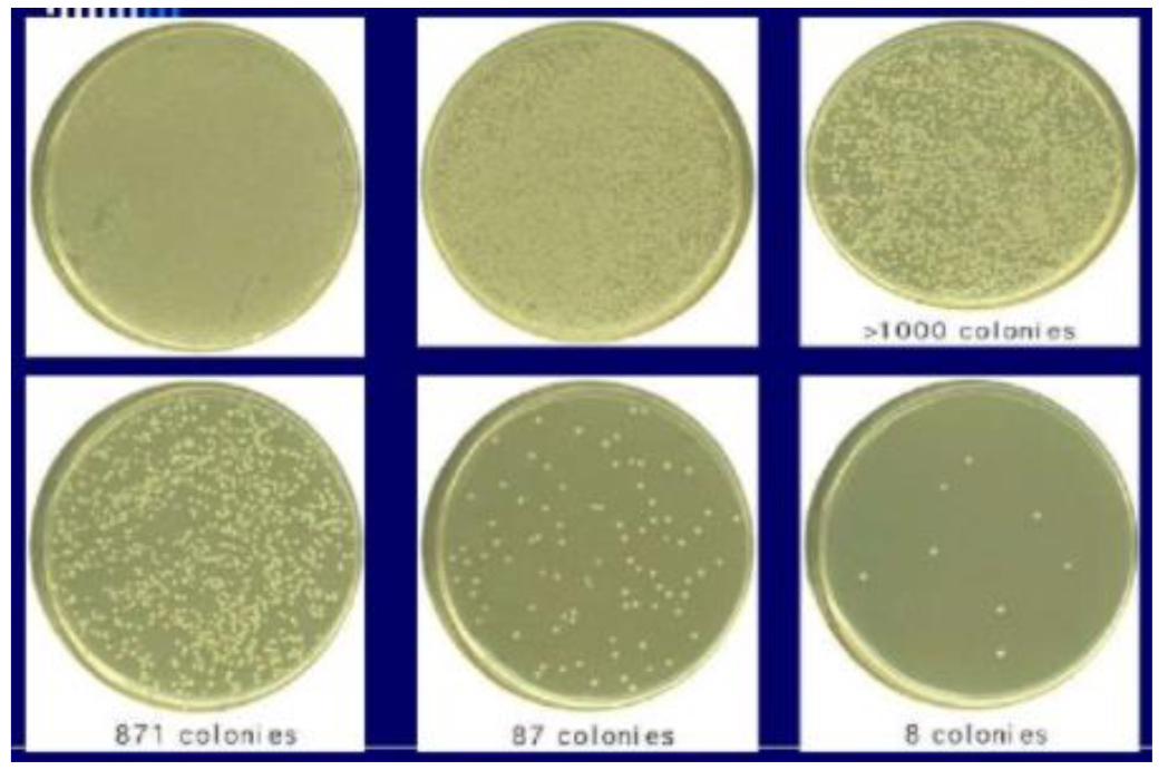 <ul><li><p><span><mark data-color="yellow" style="background-color: yellow; color: inherit">isolated colonies distributed evenly</mark> across agar <strong>surface</strong> if appropriate conc of cells is plated</span></p></li></ul>