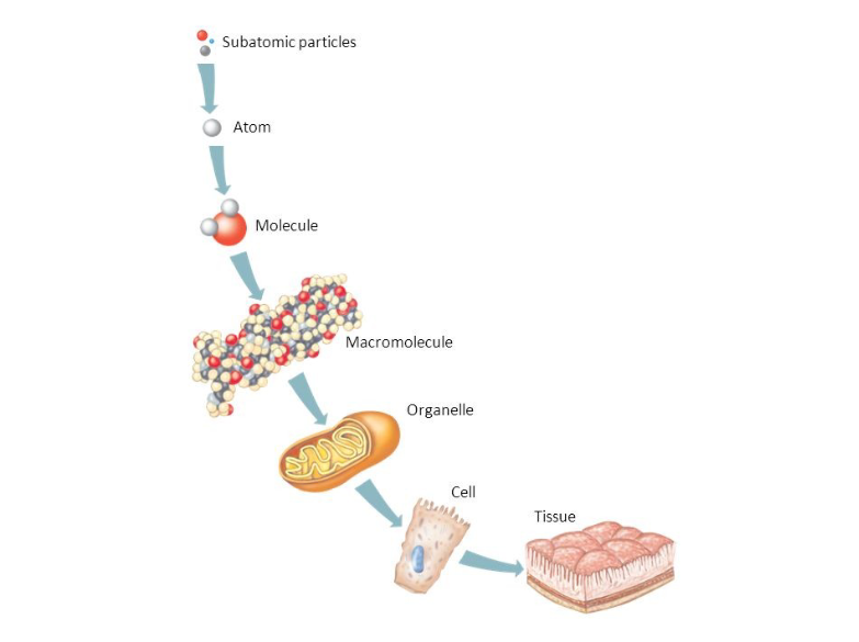 <p><span><span>What is the hierarchy of biological organization (smallest → largest)?</span></span></p>