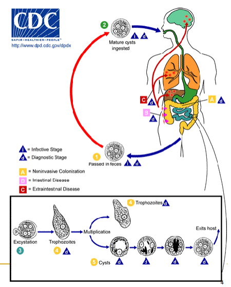 <ol><li><p>cysts passed in feces</p></li><li><p>mature cysts ingested (infective &amp; diagnostic stage)</p></li><li><p>in the body:</p><ul><li><p>excystation → trophozoite</p></li><li><p>trophozoite multiplicates into another troph and/or cyst</p><ul><li><p>cyst undergoes multiple stages before exiting body as a mature cyst </p></li></ul></li></ul></li></ol><p></p>