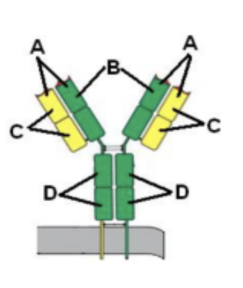 <p>24. Which parts of the antibody shown at the right undergo somatic</p><p class="p1">recombination?</p><p class="p1">A. all 4 parts labeled 'A'</p><p class="p1">B. both parts labeled 'B'</p><p class="p1">C. all 4 parts labeled 'C'</p><p class="p1">D. all 4 parts labeled 'D'</p><p class="p1">E. The whole antibody undergoes somatic recombination</p><p class="p1">with other antibodies.</p>
