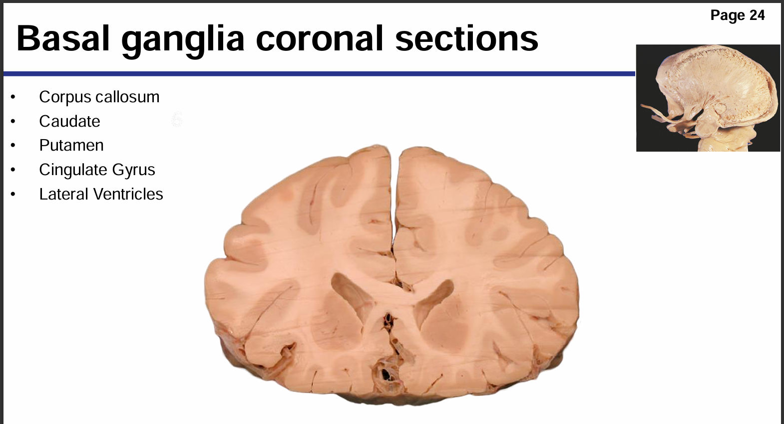 <p>Identify these structures and what part of the basal ganglia it is</p>