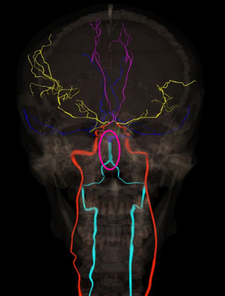 <p>formed from the fusion of two vertebral arteries and later becomes the posterior cerebral arteries to provide posterior blood supply to the brain</p>