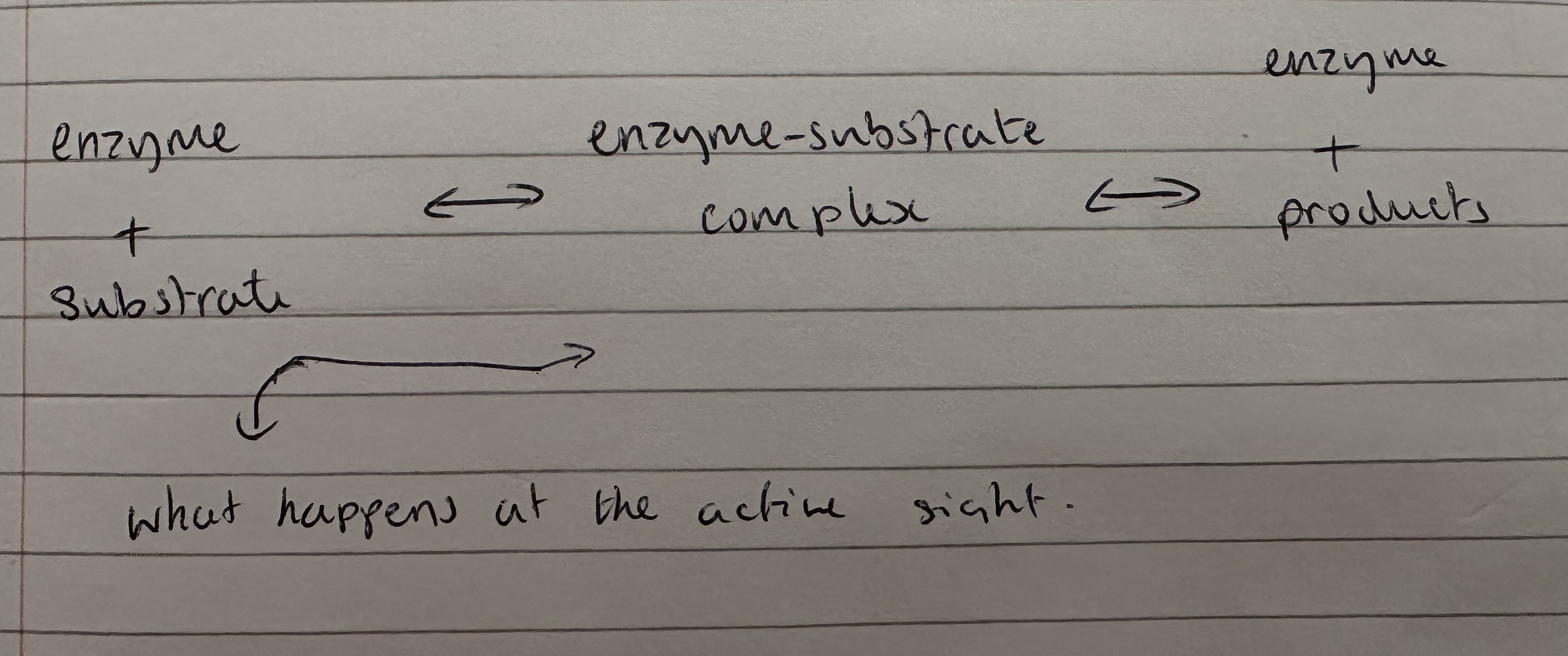 <ul><li><p>enzyme + substrate </p></li><li><p>Enzyme-substrate complex </p></li><li><p>Enzyme + products </p></li></ul>