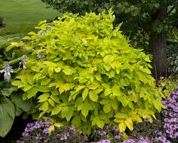 <p>A bold, mounded perennial with bright chartreuse foliage and small white flowers in summer.</p>