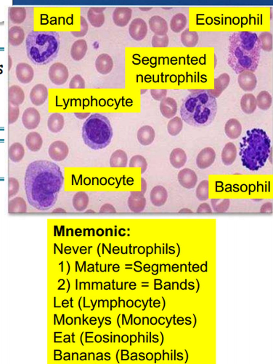 <p>-should be done on a stained smear and not from the cells in the counting chamber</p><p>-specimen should be concentrated before preparing the smear which include: sedimentation, filtration, centrifugation, and cytocentrifugation</p><p>-specimen centrifuged for 5-10mins.</p><p>-supernatant fluid is removed and saved for additional test</p><p>-slides are made from sediment</p><p>-100 cells should be counted, classified, and reported in terms of percentage</p><p>*if cell count is low and finding 100 cells is not possible, report only the #s of the cell types seen.</p>