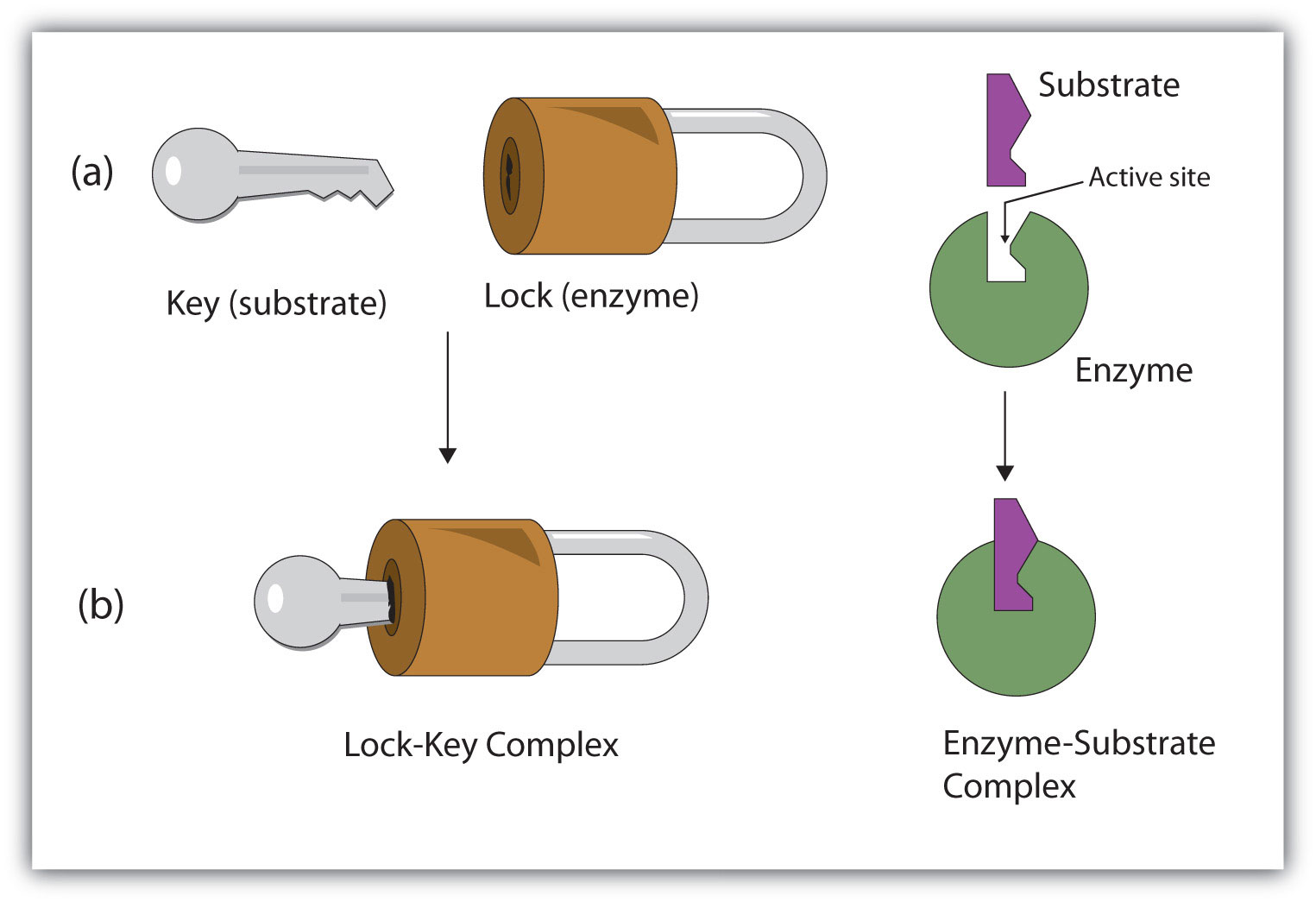 <p>works similarly to a key and how they only fit specific locks, the substrate only fits the active of one particular enzyme </p>