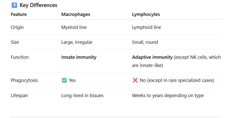 <p>Where does lymph flow for immune monitoring?</p>