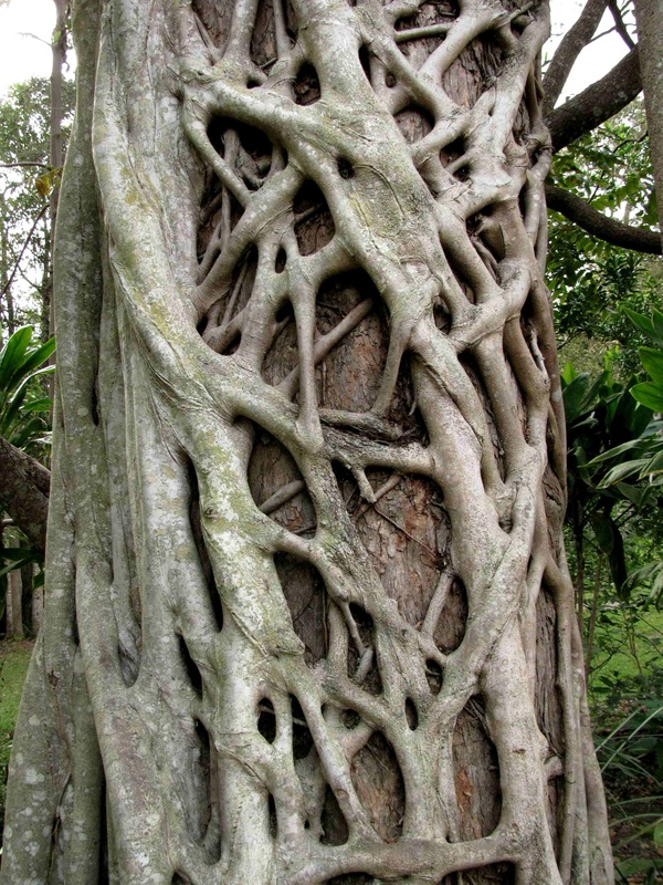 <p>vine that grows down around a tree</p>