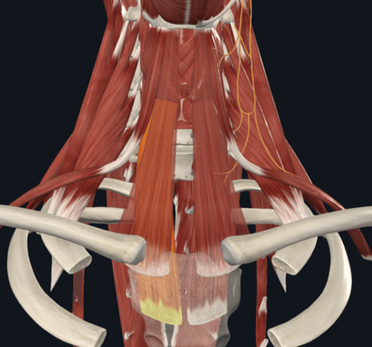 <p>What is the sternothyroid muscle innervated by?</p>